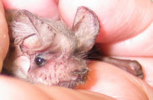 Baby Bat