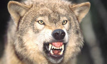 Snarling Wolf - Watch Out!