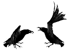 Chattering crows